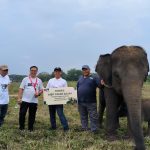 Gajah TNWK Butuh Dukungan Keberlanjutan Lahan Pakan