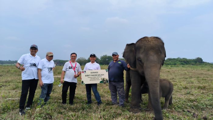 Gajah TNWK Butuh Dukungan Keberlanjutan Lahan Pakan